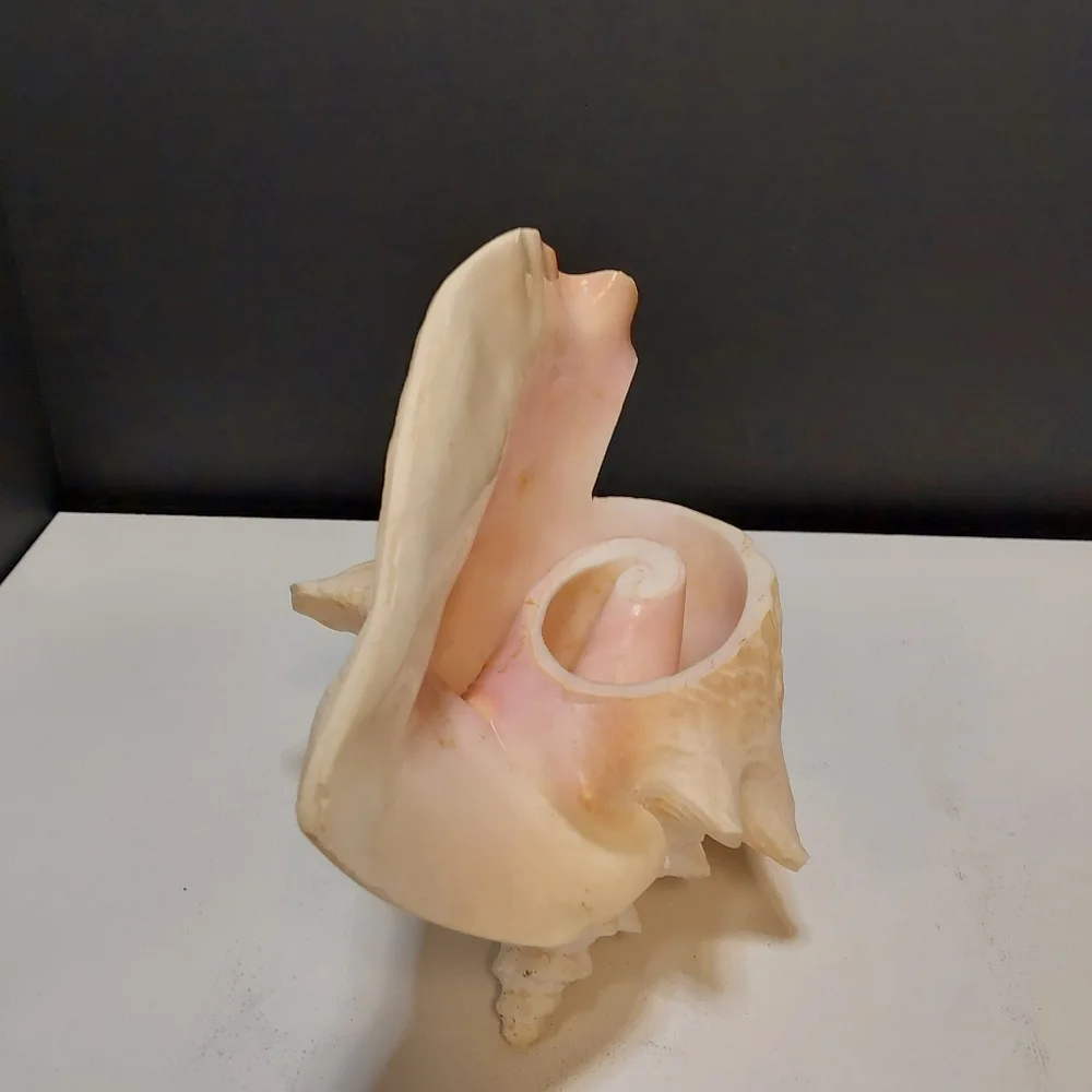 Natural Large Pink QUEEN Conch Shell Seashell Aquarium Beach Decor